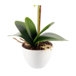 Arranjo Artificial Orquídea 36cm GR210332 Casa ok