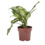 Muda Dieffenbachia Variada P17