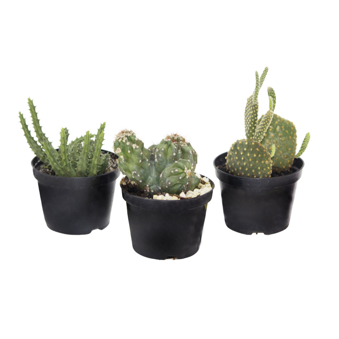 Muda Cactus Variados P11 (Unidade)