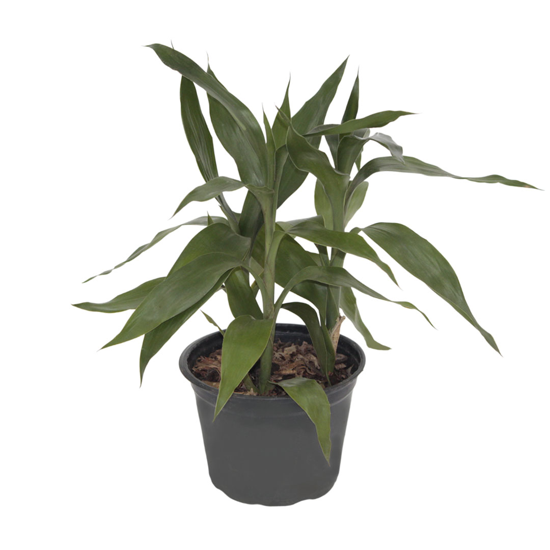 Muda Dracena Bambu da Sorte P15