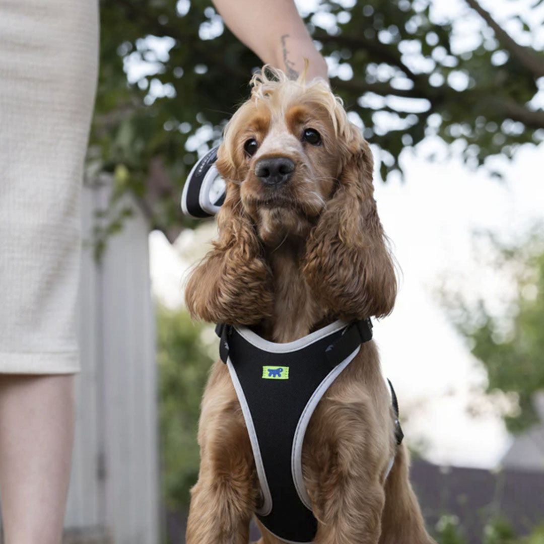 Peitoral Ergocomfort para Cães Cinza Tamanho M Ferplast