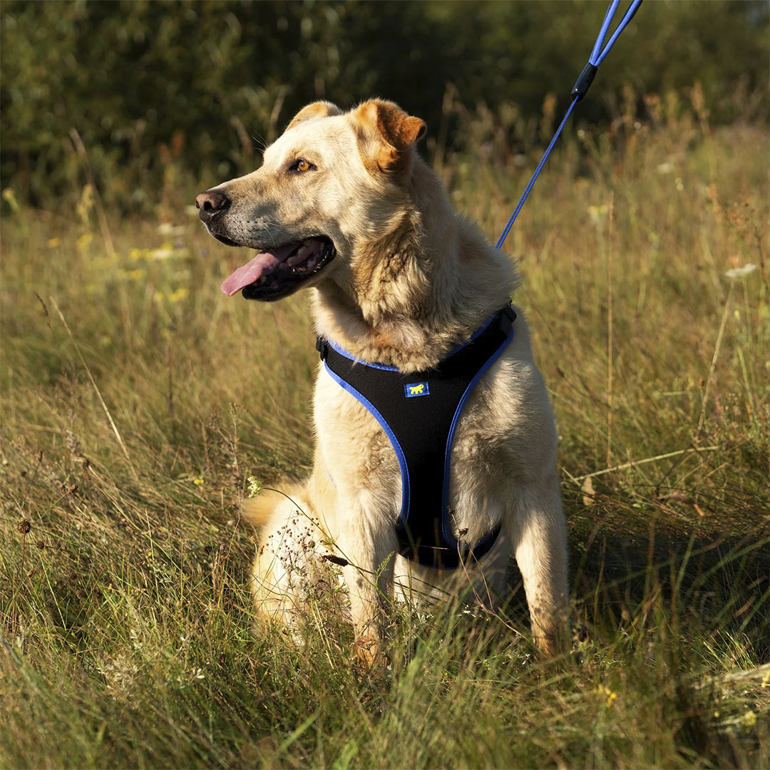 Peitoral Ergocomfort para Cães Azul Tamanho G Ferplast