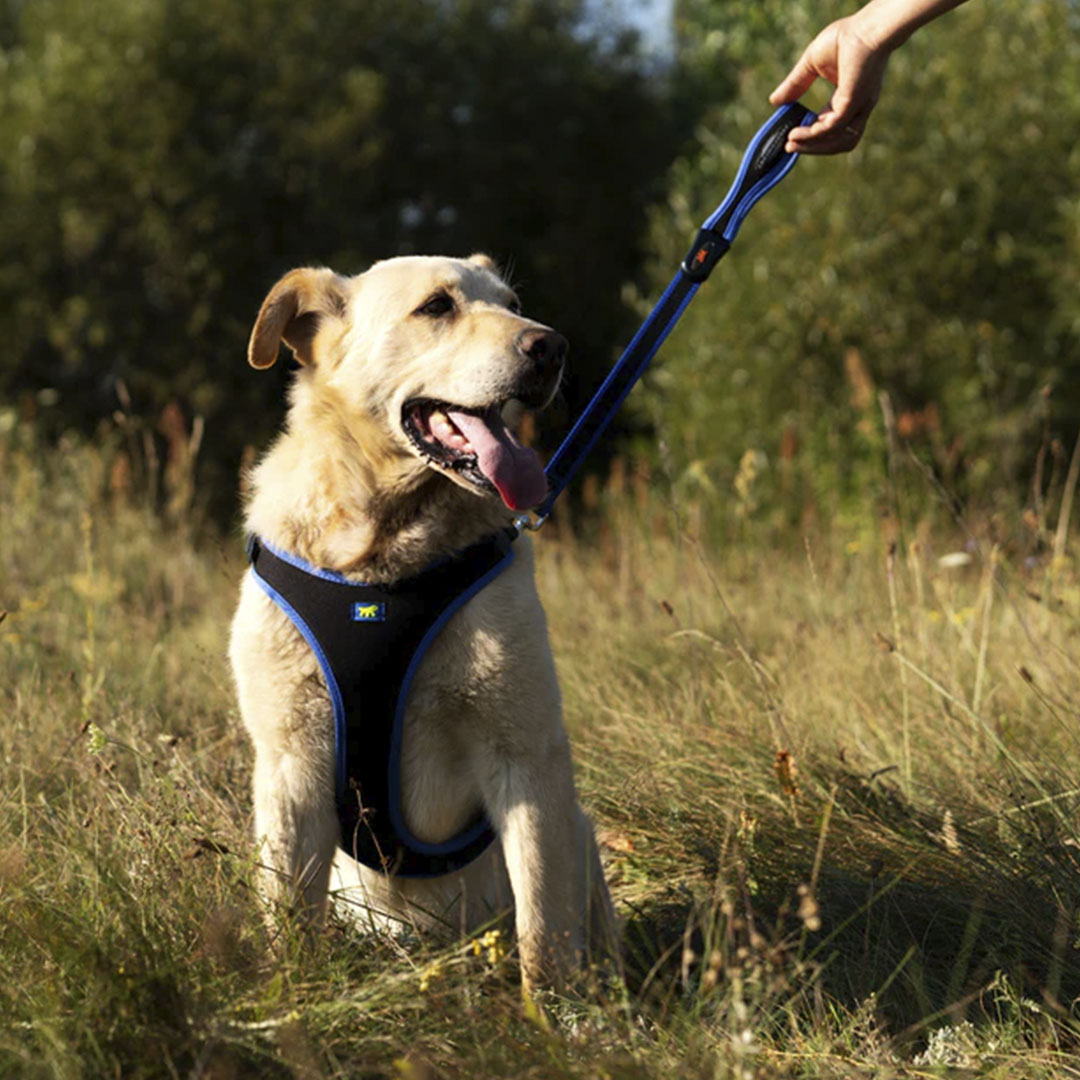 Peitoral Ergocomfort para Cães Azul Tamanho GG Ferplast